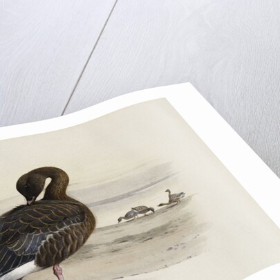 A Pink-Footed Goose by Archibald Thorburn