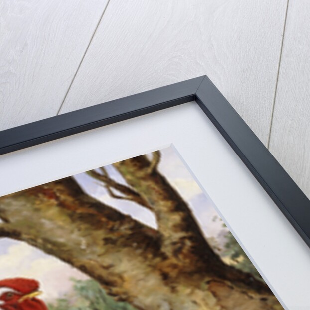 A Silver Wyandotte Cockerel by E G Wippell