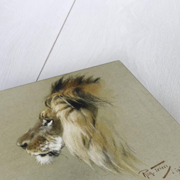 A Lion's Head by Richard Friese
