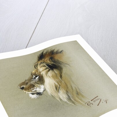 A Lion's Head by Richard Friese