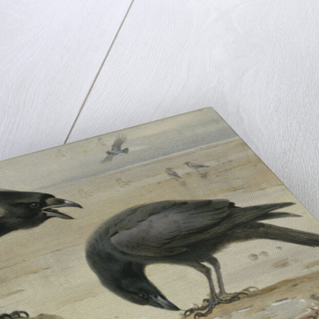 A Hooded Crow and a Carrion Crow by Archibald Thorburn