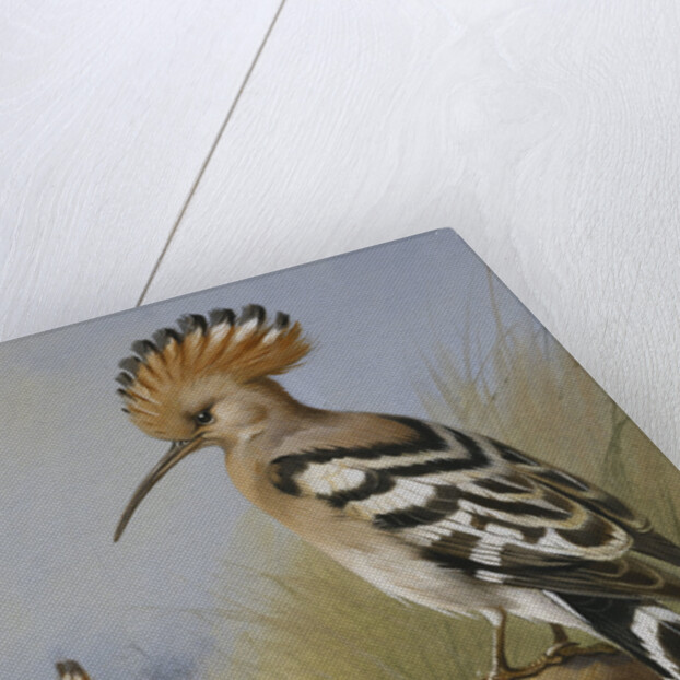 Hoopoes by Archibald Thorburn