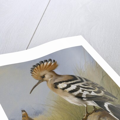 Hoopoes by Archibald Thorburn