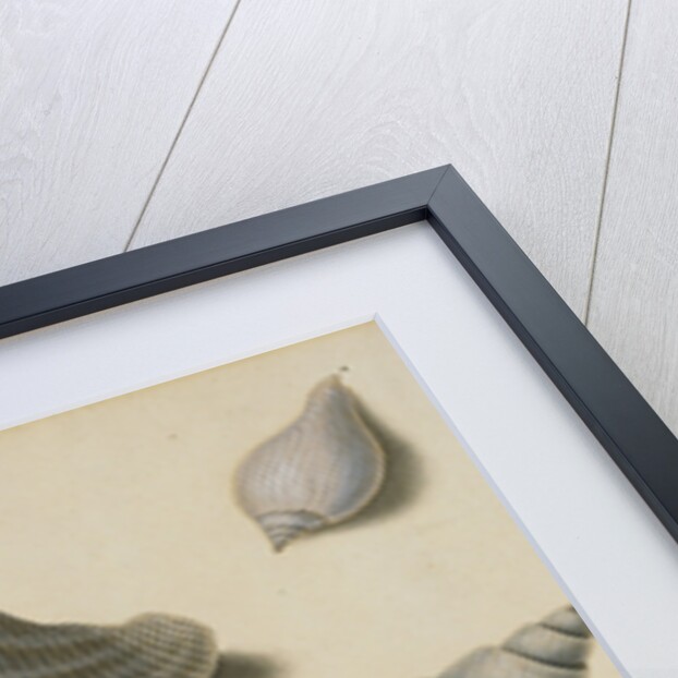 Studies of Shells and Marine Flora by Sydenham Teast Edwards