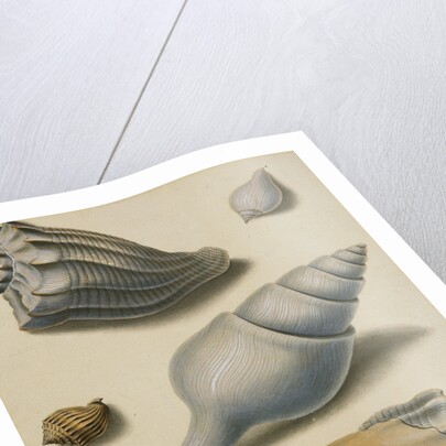 Studies of Shells and Marine Flora by Sydenham Teast Edwards