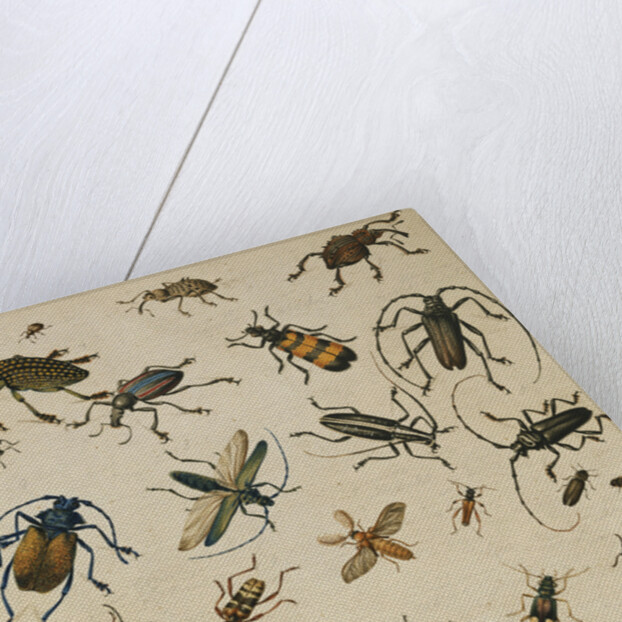 Studies of Insects by Sydenham Teast Edwards