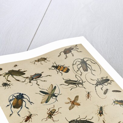 Studies of Insects by Sydenham Teast Edwards