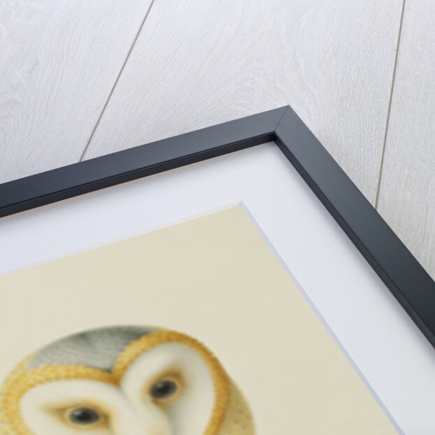 A Barn Owl (Tyto Alba) by Nicolas Robert
