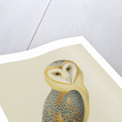 A Barn Owl (Tyto Alba) by Nicolas Robert
