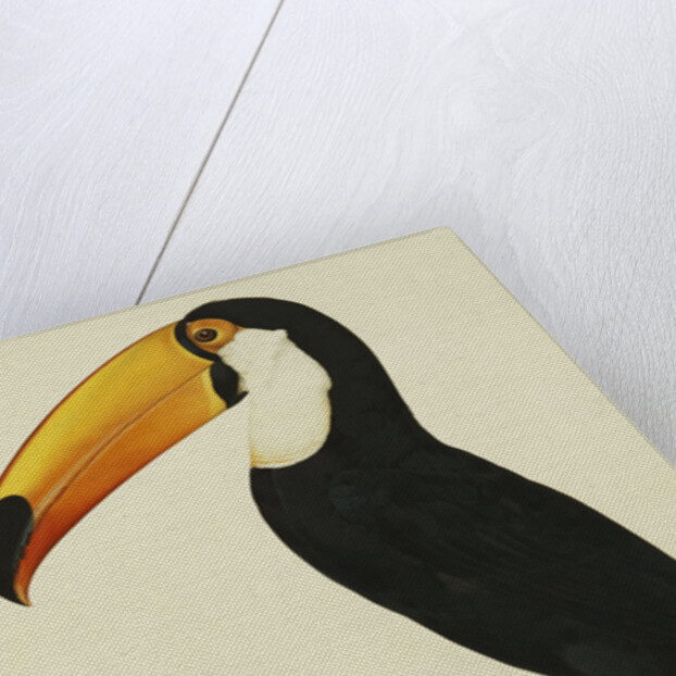 The Toco Toco Toucan (Ramphastos Toco) by Jacques Barraband