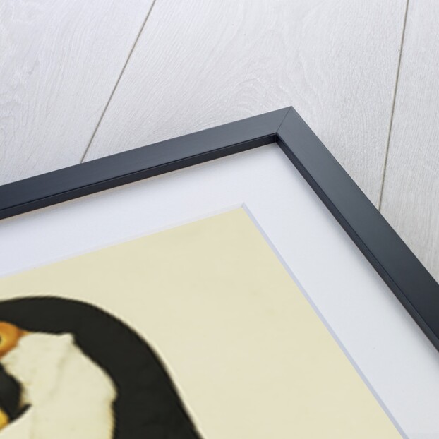 The Toco Toco Toucan (Ramphastos Toco) by Jacques Barraband