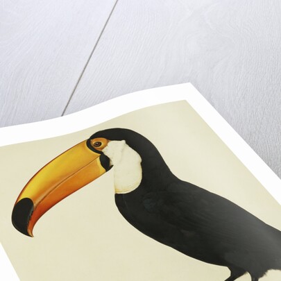 The Toco Toco Toucan (Ramphastos Toco) by Jacques Barraband