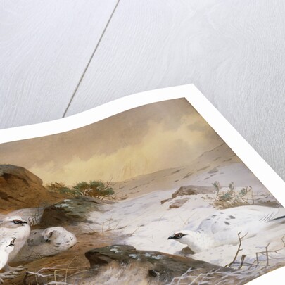 Ptarmigan in the Snow by Archibald Thorburn