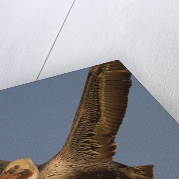 Brown Pelican in flight by Anonymous