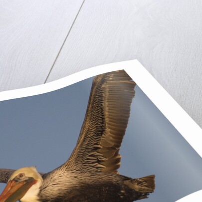 Brown Pelican in flight by Anonymous