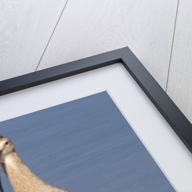 Long-Billed Curlew with reflection by Anonymous