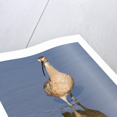 Long-Billed Curlew with reflection by Anonymous
