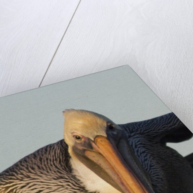 Brown Pelican headon view in flight closeup by Anonymous