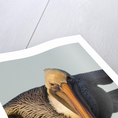 Brown Pelican headon view in flight closeup by Anonymous