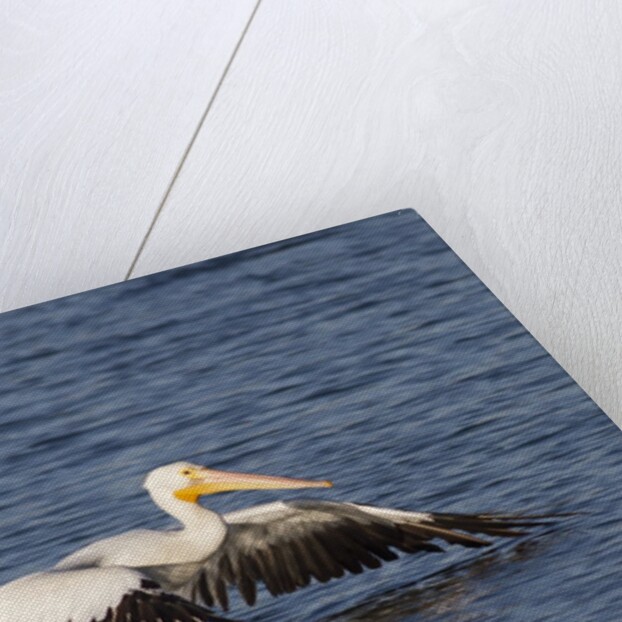 American White Pelican takes off by Anonymous