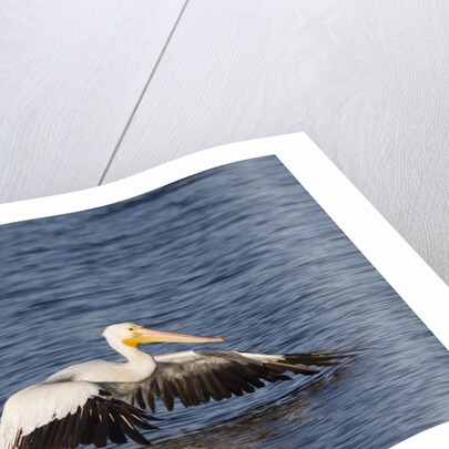 American White Pelican takes off by Anonymous