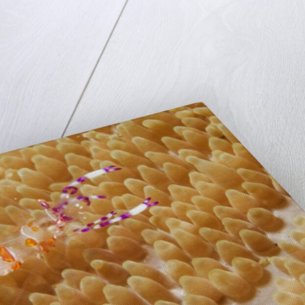 Yellow-Spotted Anemone Shrimp by Anonymous