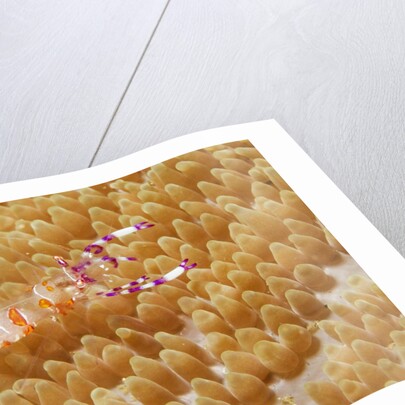 Yellow-Spotted Anemone Shrimp by Anonymous