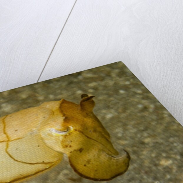 Broadclub Cuttlefish by Anonymous