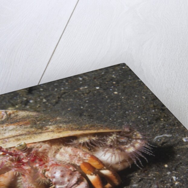 Anemone Hermit Crab by Anonymous