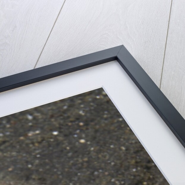 Anemone Hermit Crab by Anonymous