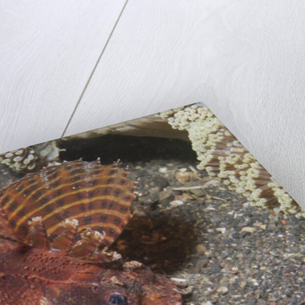 Shortfin Lionfish by Anonymous