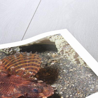 Shortfin Lionfish by Anonymous