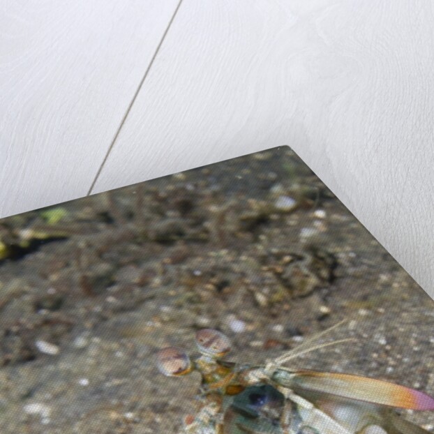 Keel Tail Mantis Shrimp by Anonymous