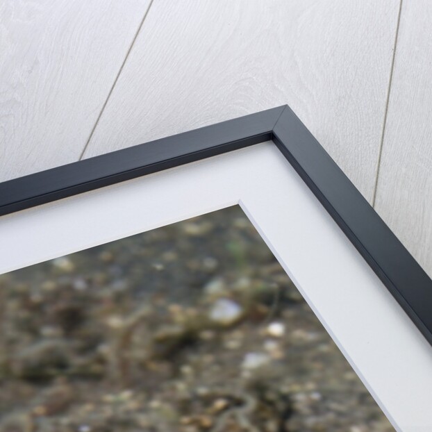 Keel Tail Mantis Shrimp by Anonymous