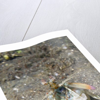 Keel Tail Mantis Shrimp by Anonymous