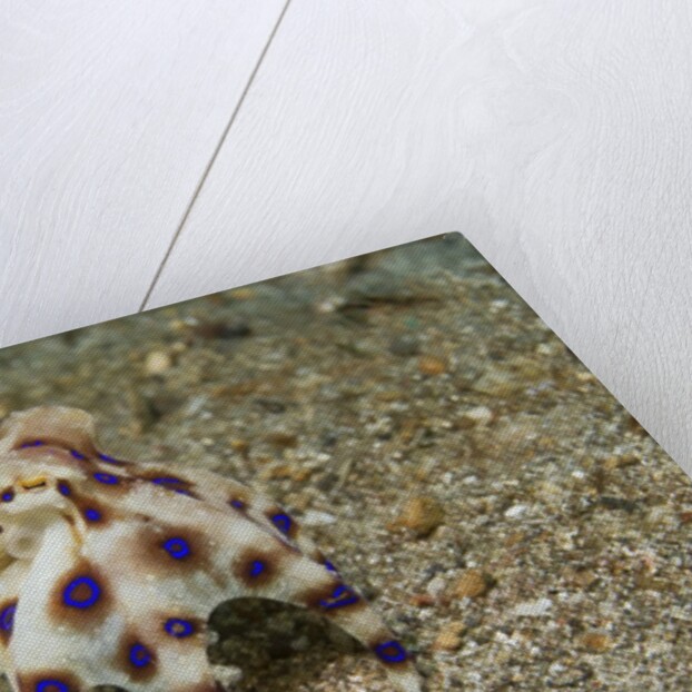 Blue-Ringed Octopus by Anonymous