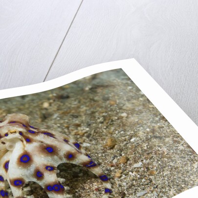 Blue-Ringed Octopus by Anonymous