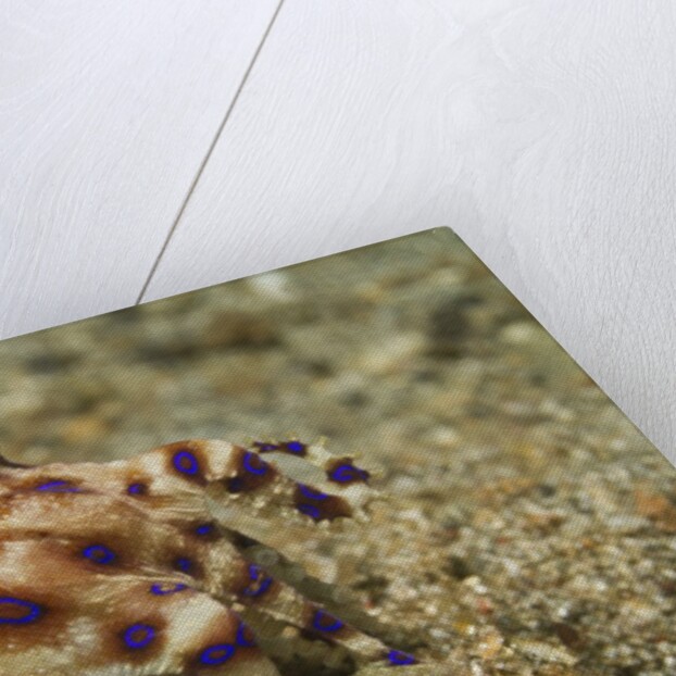 Blue-Ringed Octopus by Anonymous