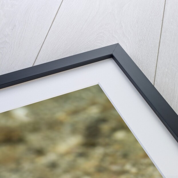 Blue-Ringed Octopus by Anonymous