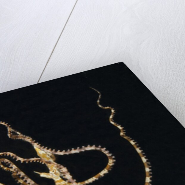 Wunderpus Octopus swimming at night by Anonymous