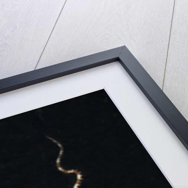 Wunderpus Octopus swimming at night by Anonymous