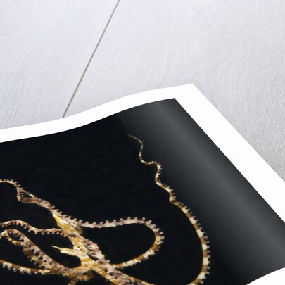 Wunderpus Octopus swimming at night by Anonymous