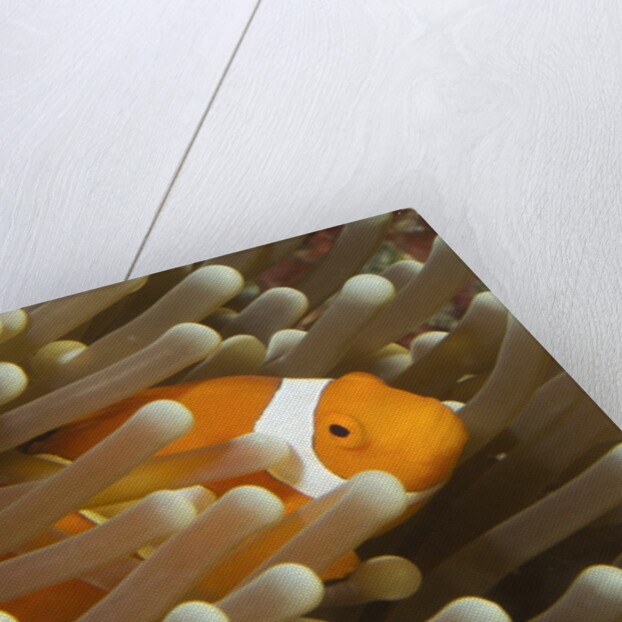 False Clown Anemonefish by Anonymous