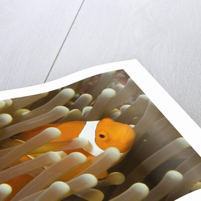 False Clown Anemonefish by Anonymous
