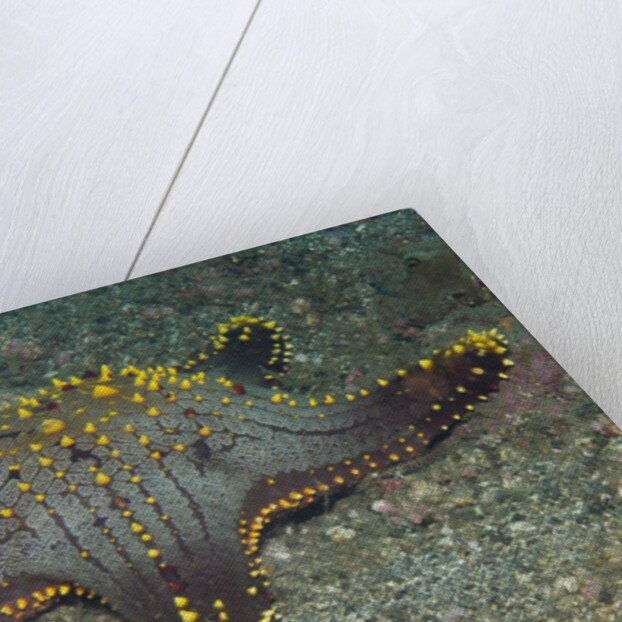 Honeycomb Sea Star by Anonymous