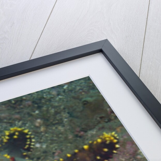 Honeycomb Sea Star by Anonymous