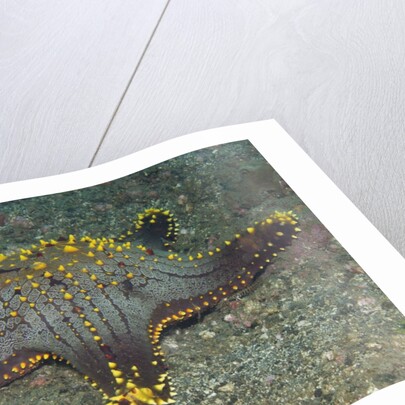 Honeycomb Sea Star by Anonymous