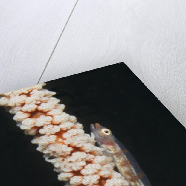 Large Whip Goby on Sea Whip by Anonymous