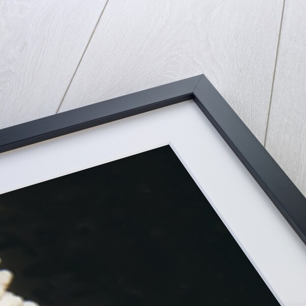 Large Whip Goby on Sea Whip by Anonymous