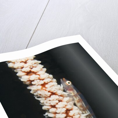 Large Whip Goby on Sea Whip by Anonymous